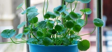  [养花]春天养花就养“它”，什么环境都疯长，叶片圆又大，养的多还旺财