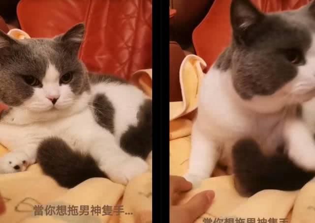  【猫咪】暗指被李泽楷嫌弃？郭嘉文晒逗猫视频，透露牵“男神”的手不容易