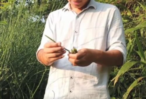  【笔杆】农村一种牛羊喜爱的野草，长得像笔杆，其实还是一味很