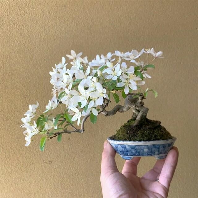  开花■掌上开花，真好看！
