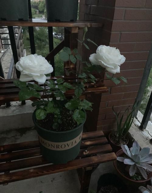 「金发」喜欢菊花,不如养盆“菊中珍品”红衣金钩,似波浪金发,俏皮可爱
