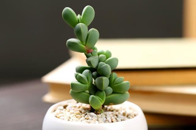  「紫弦」不是所有的多肉植物都耐旱！家里有这三种多肉的要注意！