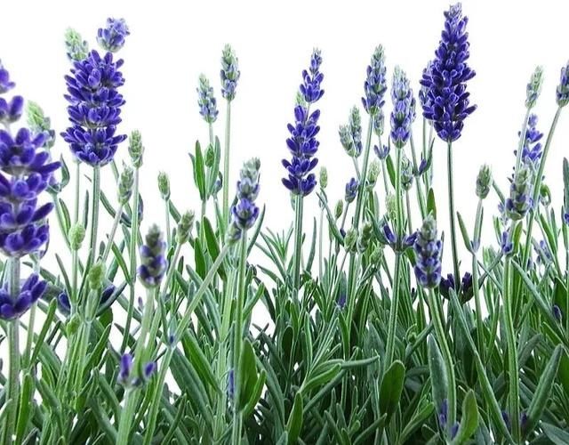 #提神醒脑#驱蚊 | 18种除虫香草,杀菌驱蚊虫,叶子还能炒菜吃