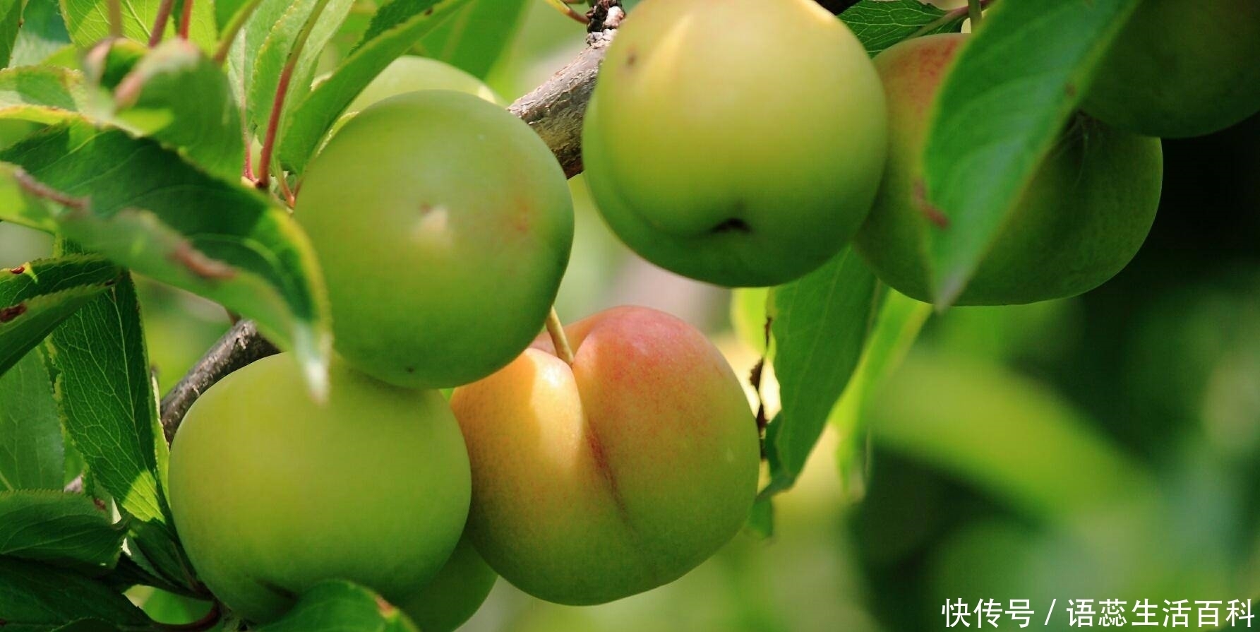  「李子树」农村常见的果子，掉一地没人稀罕，城里人想买却心疼