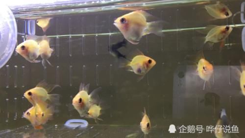 不妨■如何破解金波子鱼“得病即死亡”的魔咒?不妨试试懒人快乐养鱼法