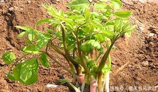 农村这种野树随处可见，过去老农看到就砍伐，却不知嫩芽卖80一斤