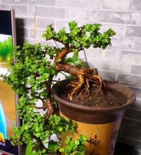  #成活#金枝玉叶做盆景这么养，大盆，肥水常伺候，个子蹭蹭长