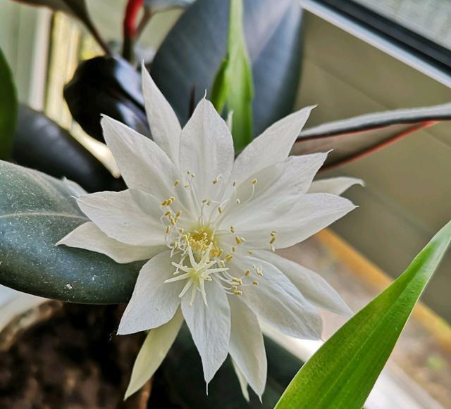  #过度#月下美人昙花有花苞了怎么养开花爆盆？不要过度养护而开花失败