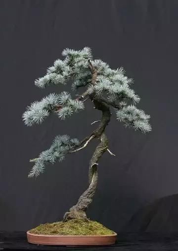 盆景展 ,美美美 !