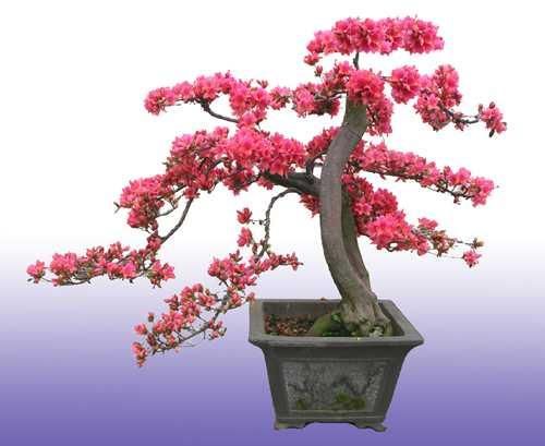 百年的杜鹃树，你们见过吗？美到游客不断！