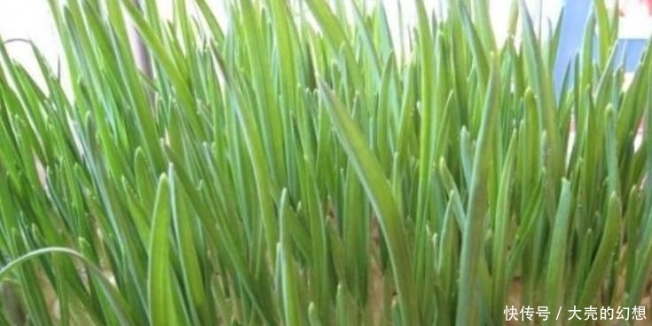『不用』“5种菜”种阳台,长得快,结果多,不用出门买,随吃随摘!