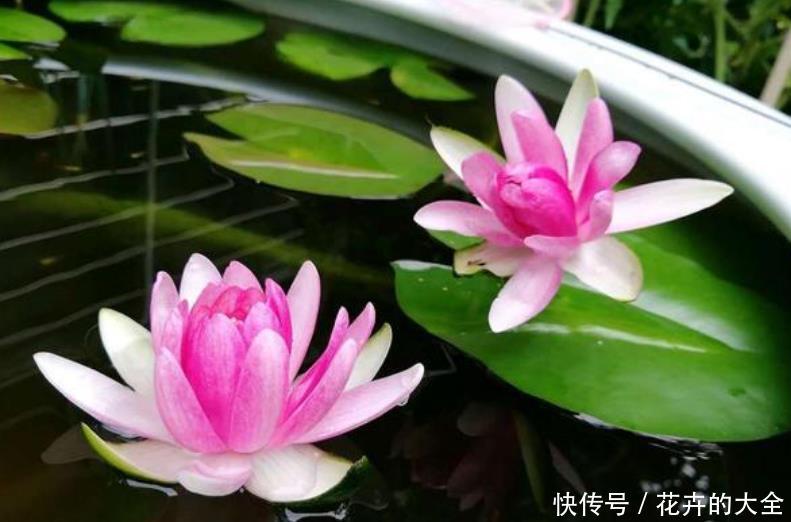  『大岩桐』3种花是花中“大美女”，开花五颜六色，一开花，阳台变成了花海