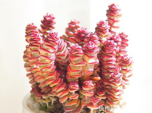  「温度」夏天是养钱串的好时机，做好这几点防护，度夏无忧养“爆盆”
