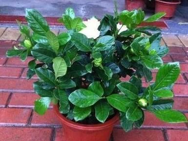  「情况」栀子花浇点“醋”，黄叶也止不住，到底啥情况？