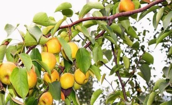  『梨树』梨树开花期需要的温度是多少？开花期遇到倒春寒如何提高坐果率？