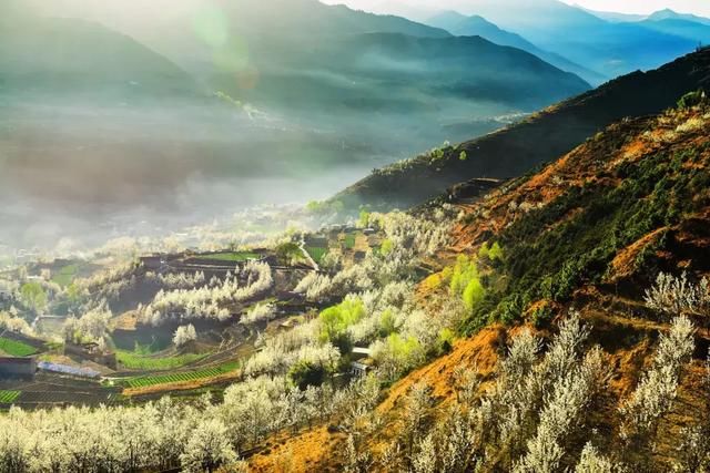 2019年，去林芝看桃花！