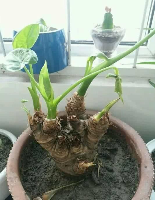 空调：这3个位置不能放花，很容易黄叶养不久，赶紧搬走