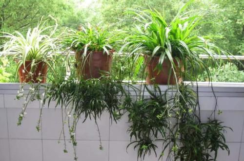 「吊兰的根」吊兰根系'撑爆'盆?跟着小编学,养根、分株,花盆都装不下