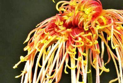 『玫瑰』喜欢玫瑰,不如养盆“优良菊花”盘龙飞天,似祥龙翱翔,高贵威武