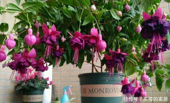 「度夏」教你4步养好倒挂金钟,不黄叶不烂根,轻松度夏,挂满“红灯笼”