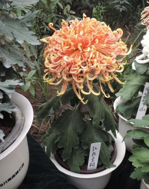 「金发」喜欢菊花,不如养盆“菊中珍品”红衣金钩,似波浪金发,俏皮可爱