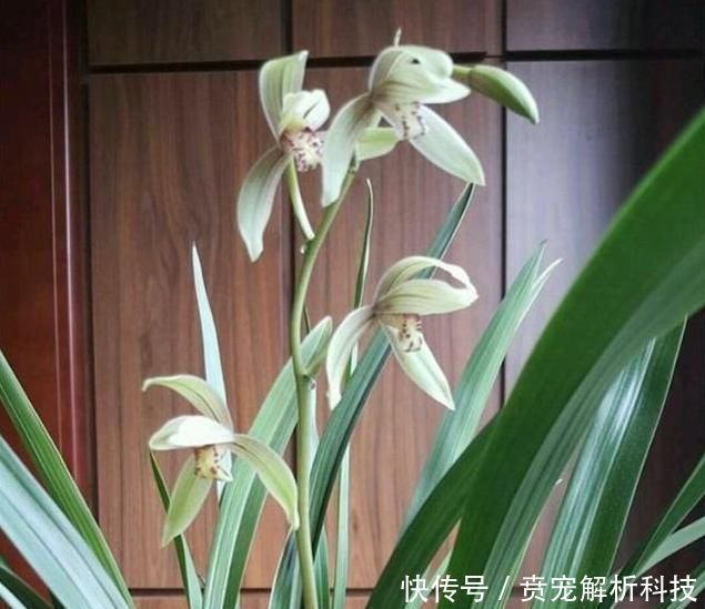 『冬季』冬季室内养兰花，重点在于“它”，做好就能长旺开花