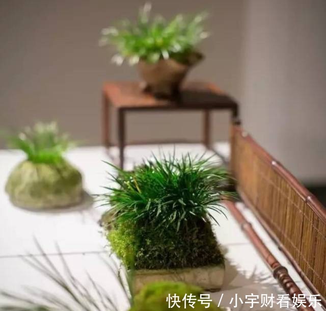 『养眼』菖蒲:此为寿品,玩者珍惜!太养眼!
