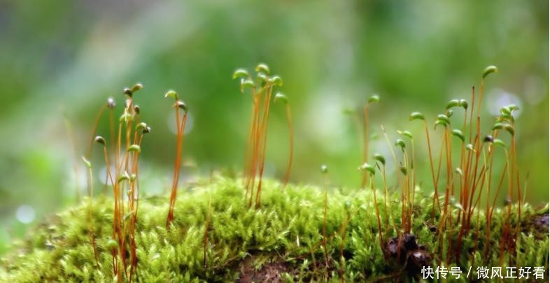 『呵护』苔藓地表塑型师,可萌呵护母爱语