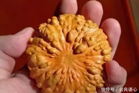  [葫芦]这是文玩高手，疙瘩葫芦被盘玩得红透了