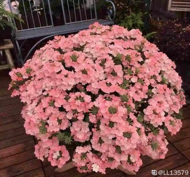 春天:20种春天爆盆花,阳台养一盆,天一暖和就开爆!