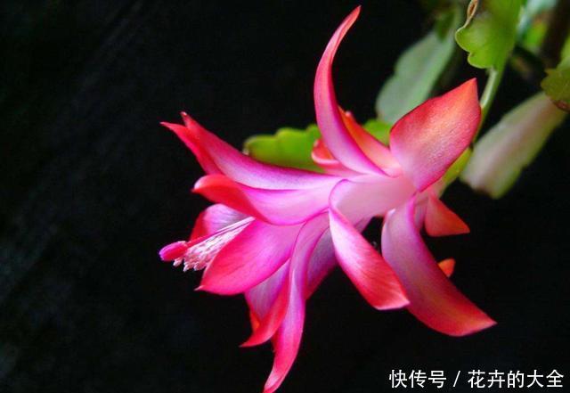  「适合」夏天养花很难养活，推荐此3种，好养易活适合新手，比牡丹更好看
