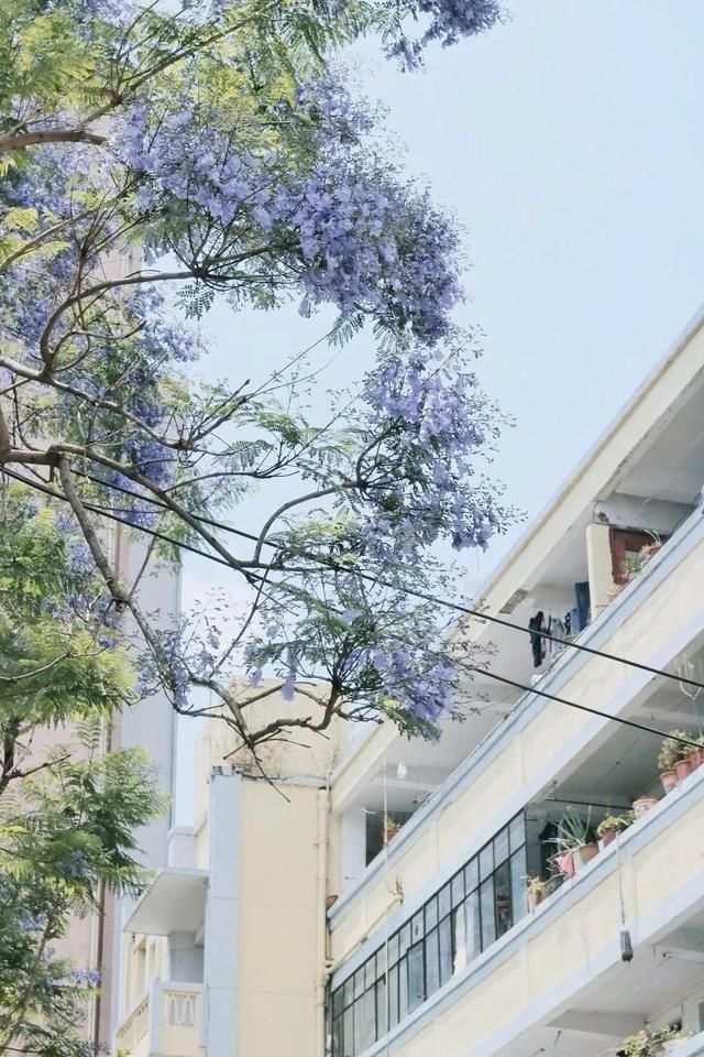 春天,中国最美10座大学,多想回去谈一场恋爱