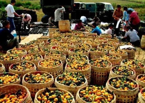 越南取消免签之后，看到中国这一举动却“眼红”，网友：懒得理