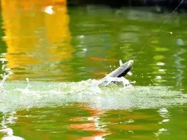  钓友：野钓调漂，只坚持“三个字”，漂相又准又狠