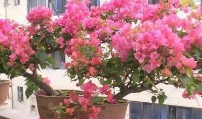  『把握』想让三角梅枝繁叶茂，开花不断，必须把握好四个施肥原则
