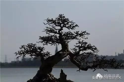  「作品」有年功的盆景，品相好，价值高！