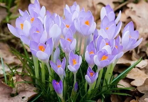  『代表着』花友选出了自己认为最美的50种花