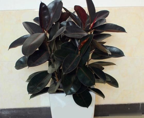  『植物』橡皮树是一种非常好的观叶植物，盆栽橡皮树怎么养