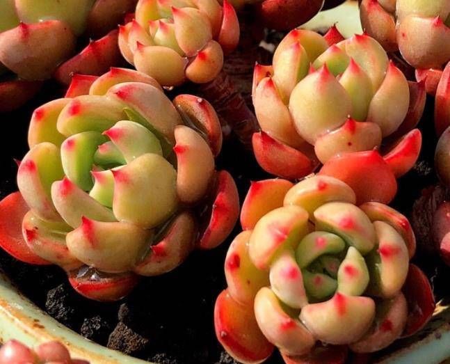  『花盆』换盆后的多肉植物多久浇水?选择好时间,生根快!