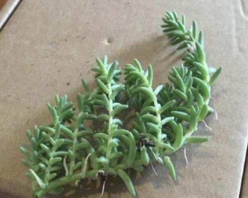 「人称」3种多肉植物,人称“爆盆草”,1个花盆种2棵,繁殖30棵,美!