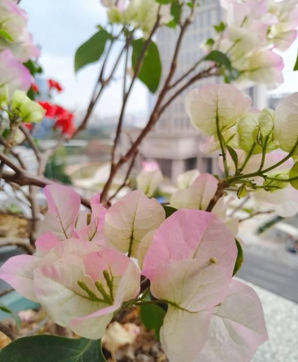  「大房子」三角梅开花少，给它“剪剪头”，换个“大房子”，瞬间开成大火炬