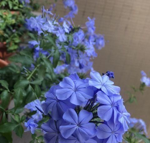 #浇水的原则#养花浇水十年功,新手学会“三点”,植物不缺水,不烂根。
