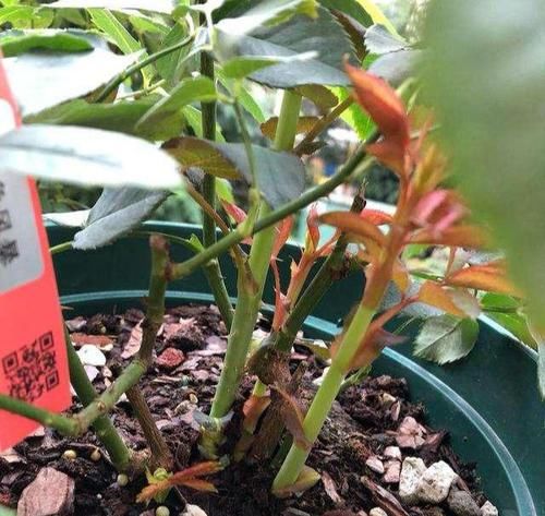  『来扦插』扦插小苗“2个芽点”最好，前赴后继“预防”，活了就爆大笋芽