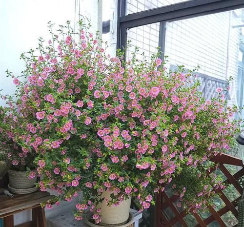  芳香：屋里养这些花，四季开花，芳香馥郁，漂亮好养花量大，美艳迷人