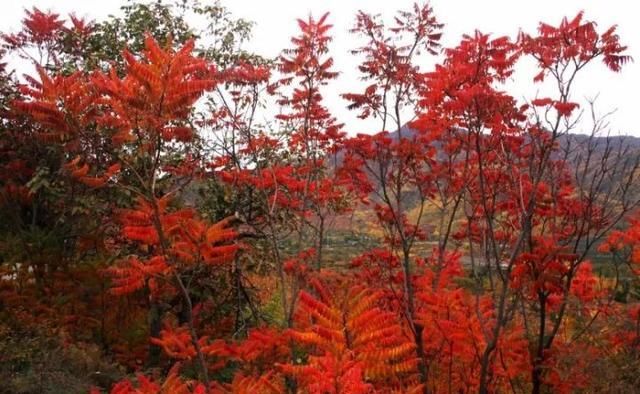 很多人还不知道，京西有个“百花山下第一村”，简直美的不行