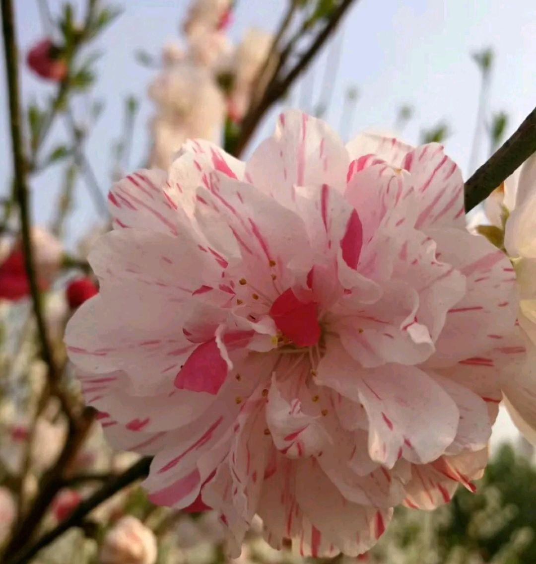 「贴梗海棠」10种春天路边常见的先开花后长叶植物