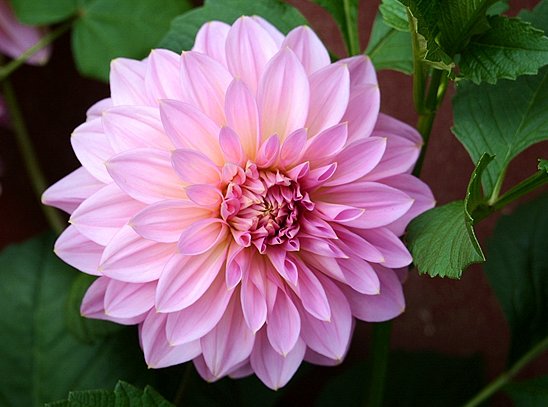  迷人眼■这些小菊花，在家一养，开花爆成花海，越看越美，花朵烂漫迷人眼