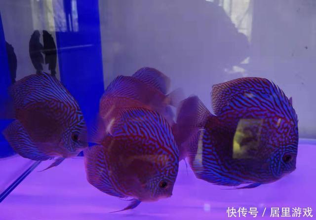  【想到】给观赏鱼用药之前，我们首先就要想到，万一加多了怎么办？