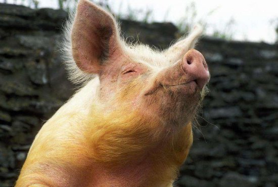  「二师兄」病死的“二师兄”最终都去了哪？养猪场老板说出答案