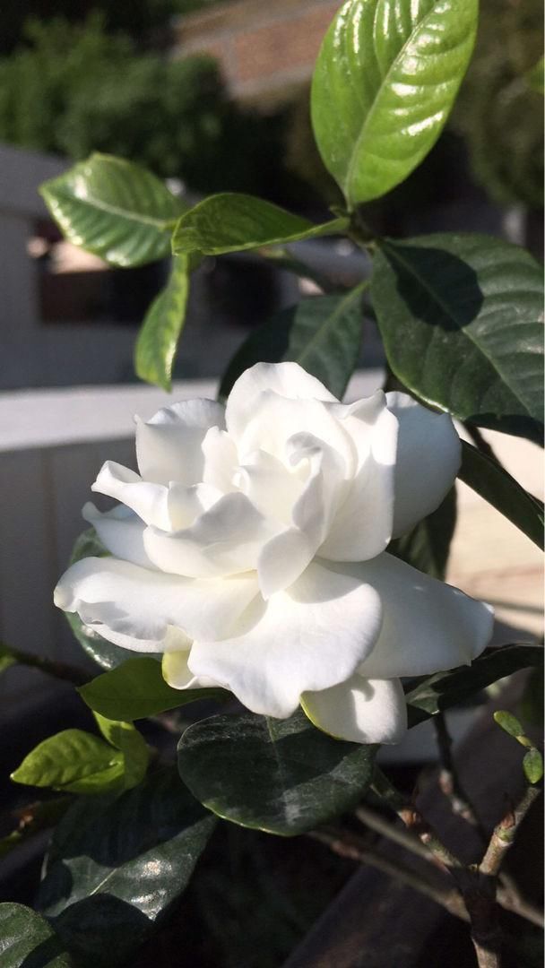  『养护栀子花』养栀子花，要注意3多1少，花大又稠密